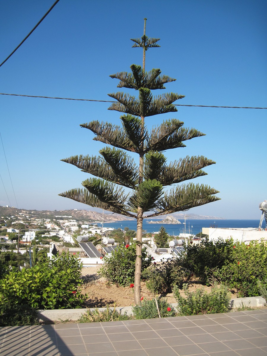 Kos, Kefalos 2011 