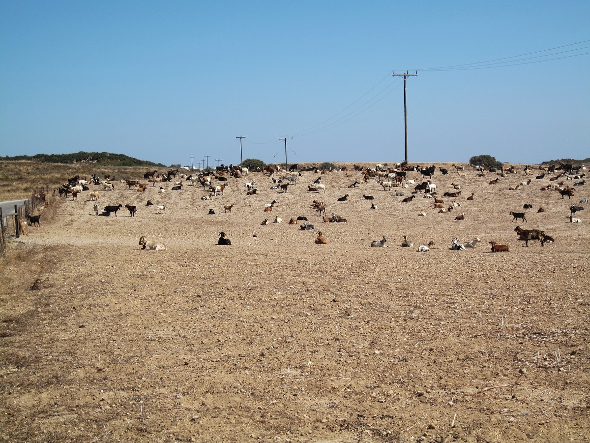 Kos, Kefalos 2011 