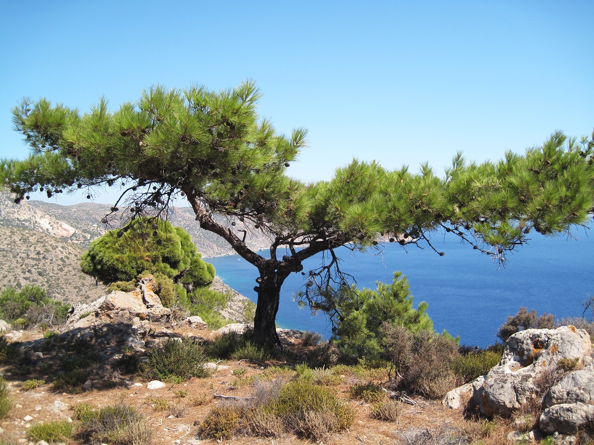 Kos, Kefalos 2011 