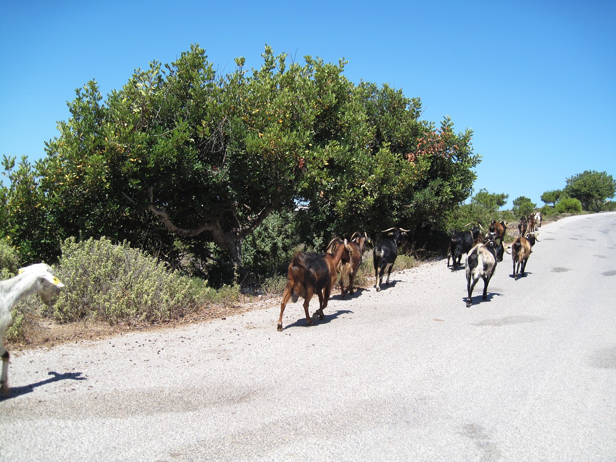 Kos, Kefalos 2011 