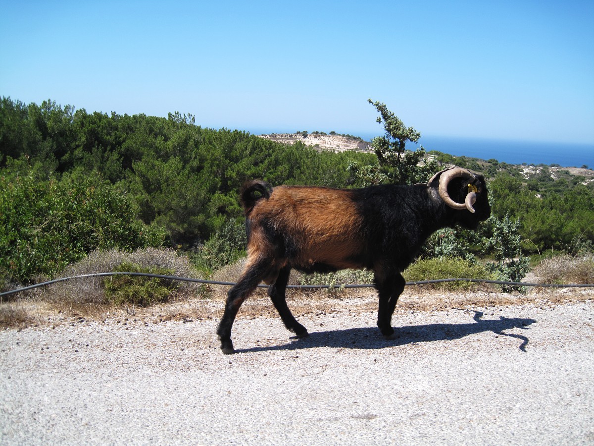 Kos, Kefalos 2011 