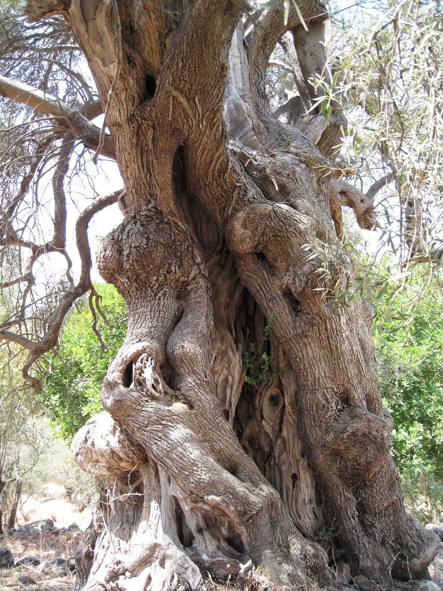 Lefkada 2010