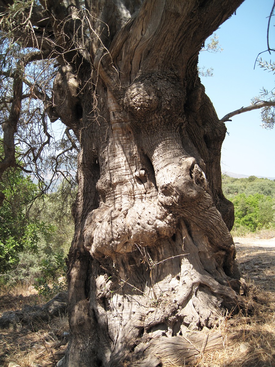 Lefkada 2010